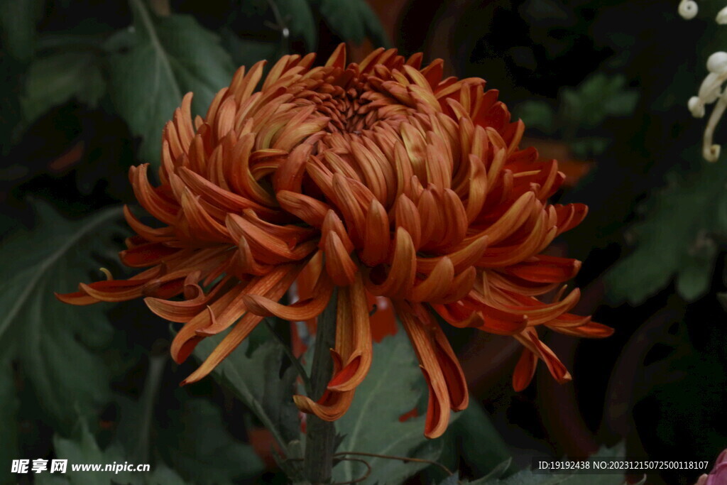 菊花