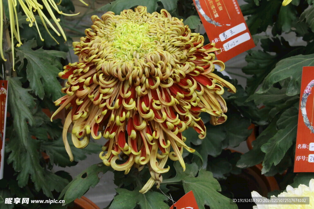 菊花 