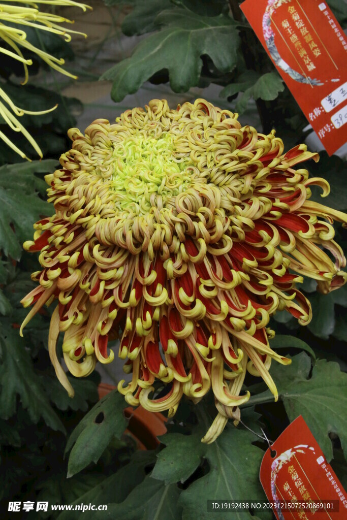 菊花