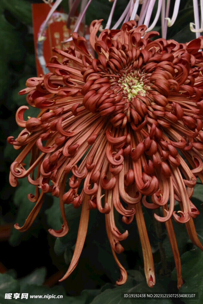 菊花