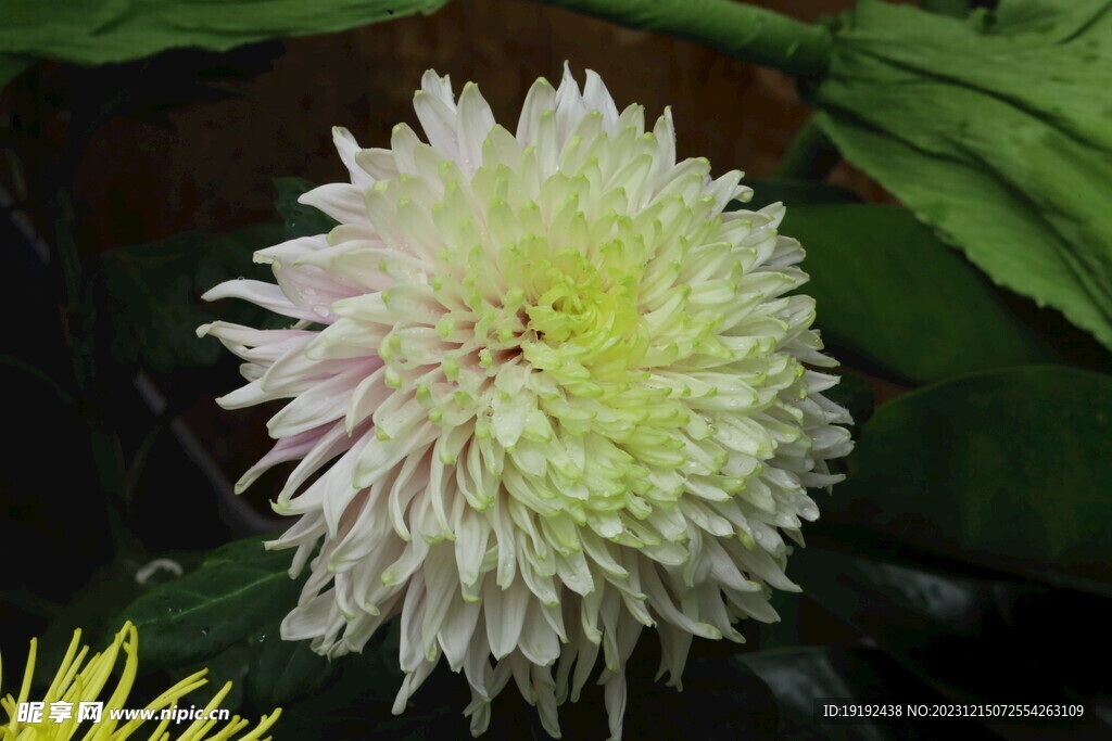 菊花 