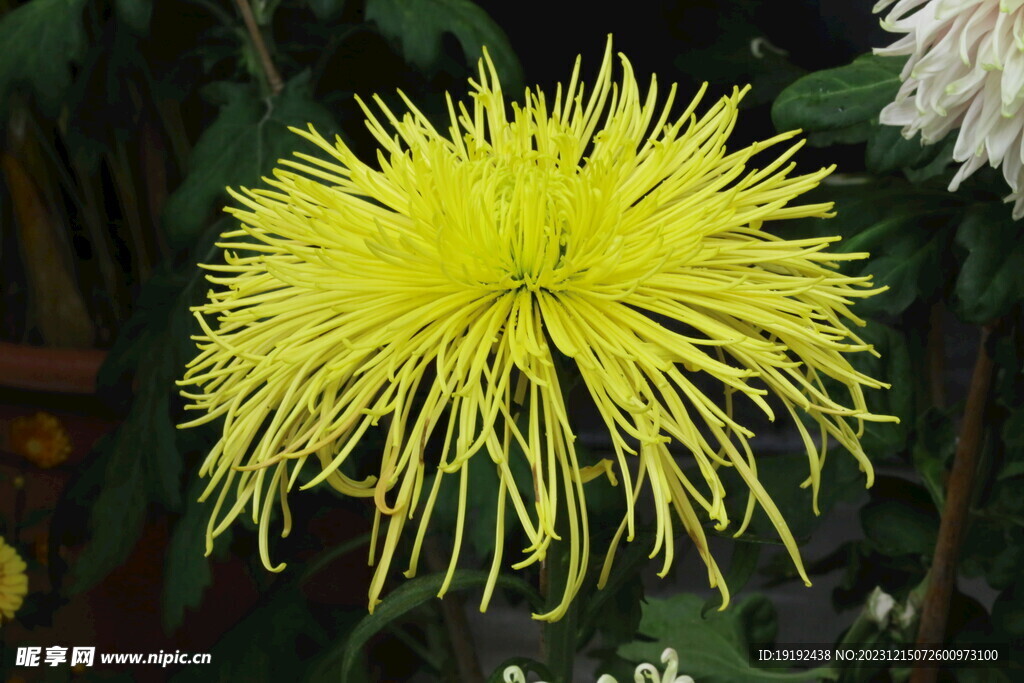 菊花