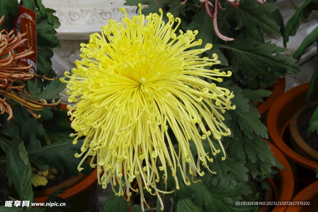 菊花 