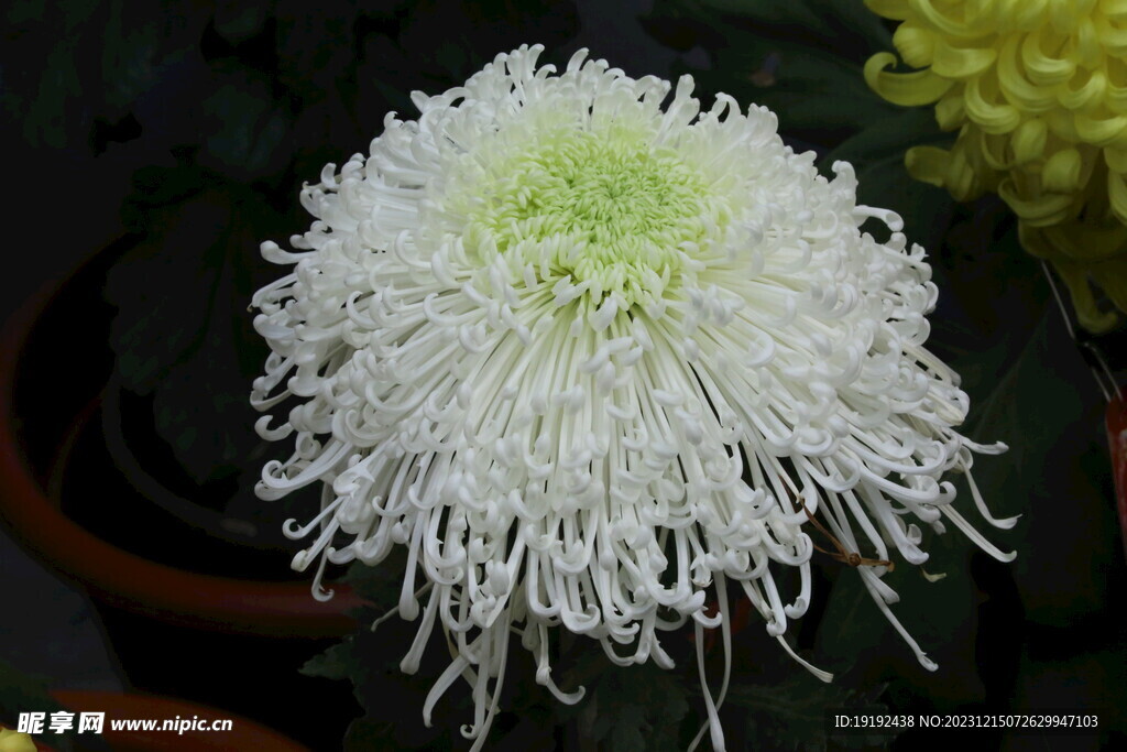 菊花