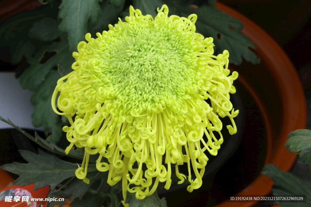 菊花 