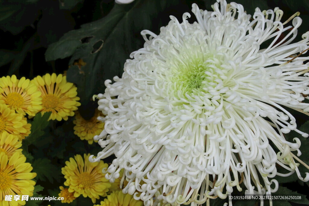 菊花
