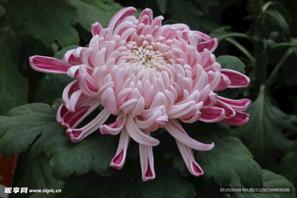 菊花 