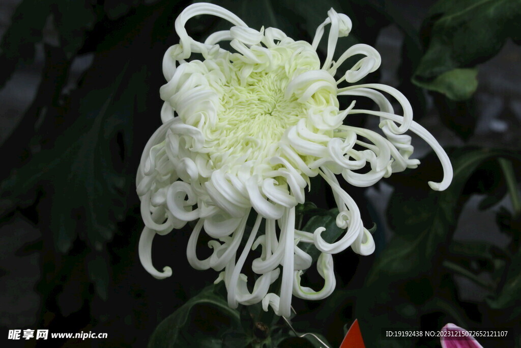 菊花 