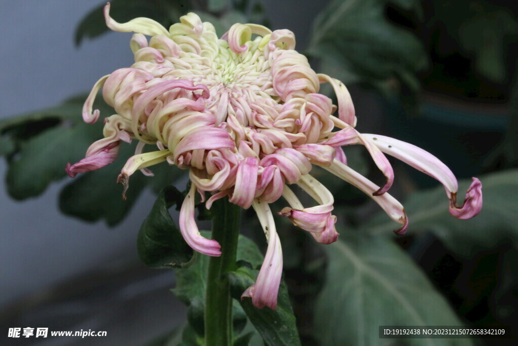 菊花 