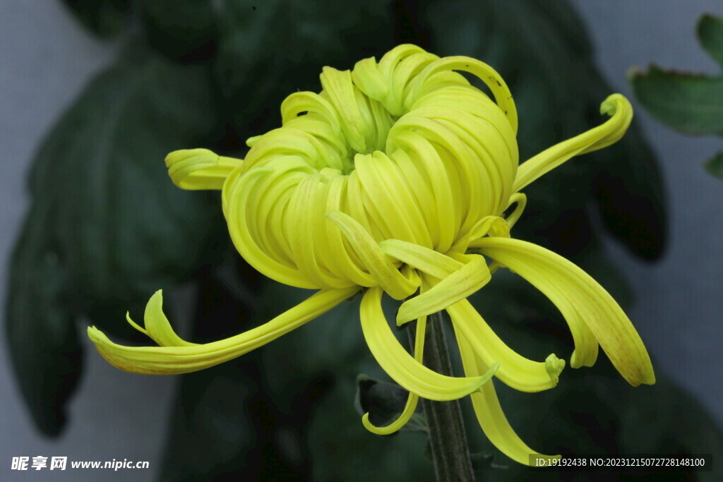 菊花 