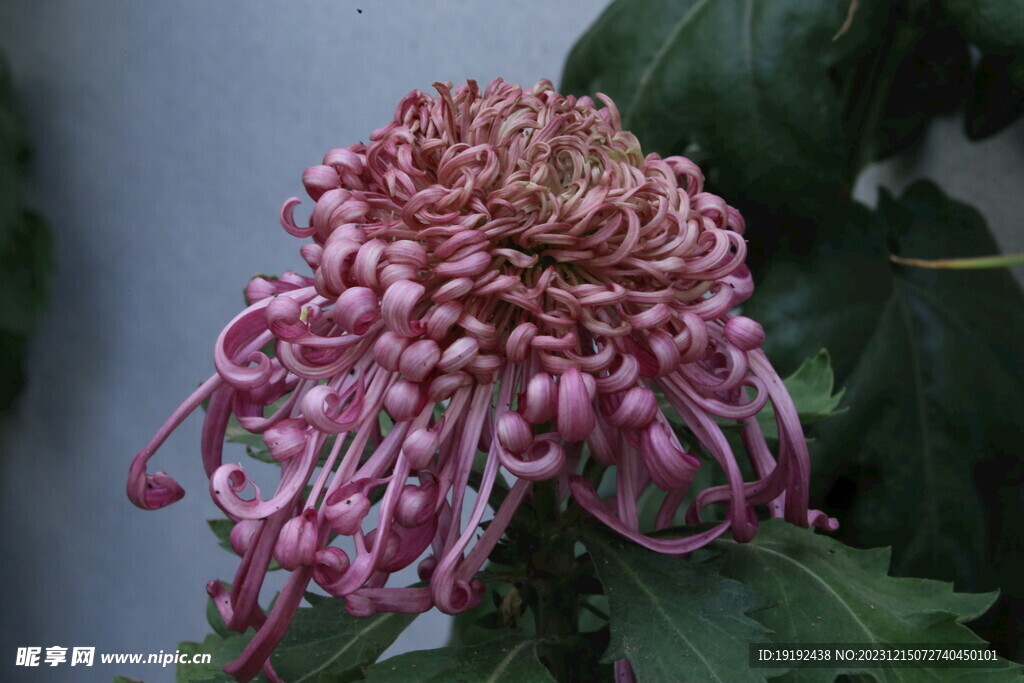 菊花 