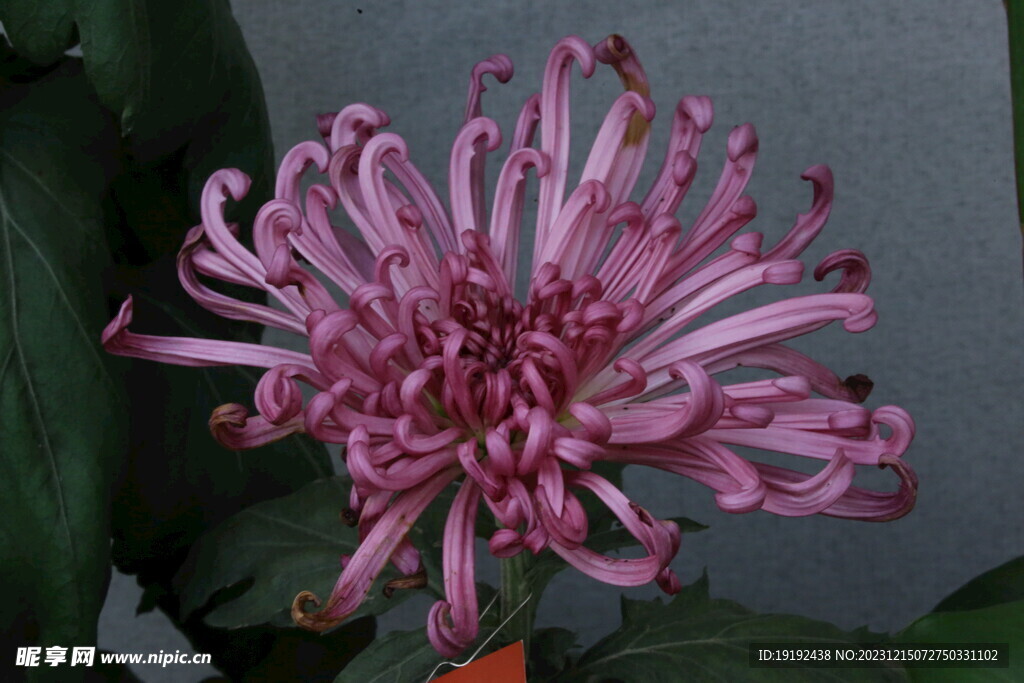 菊花 