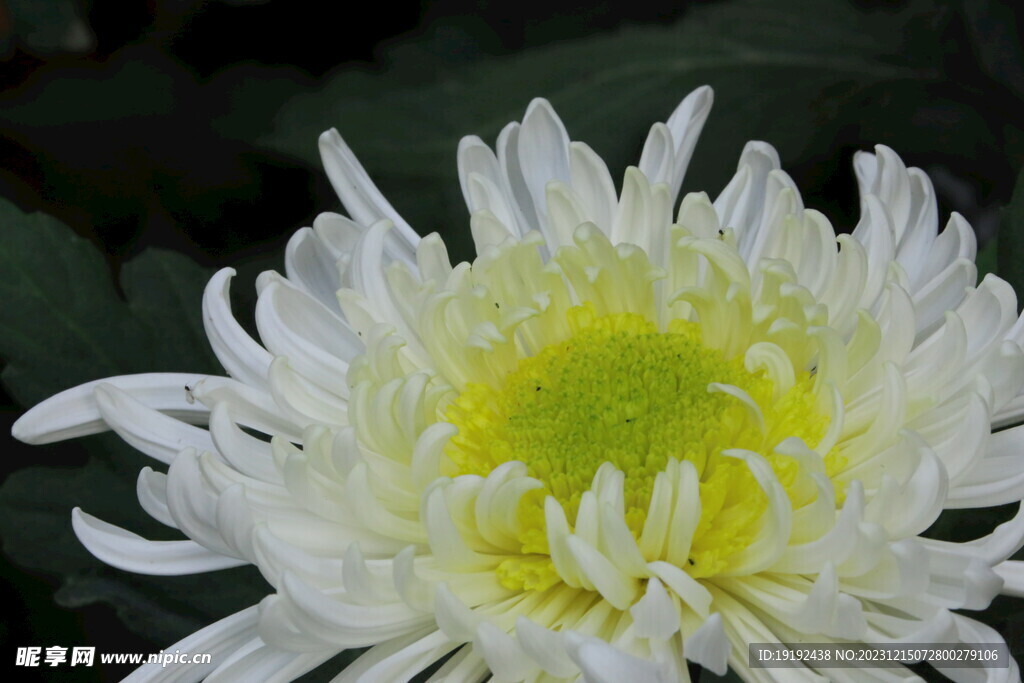 菊花 