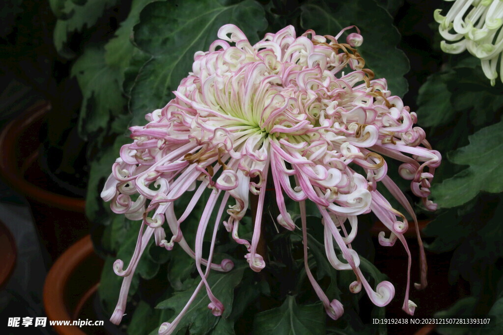 菊花