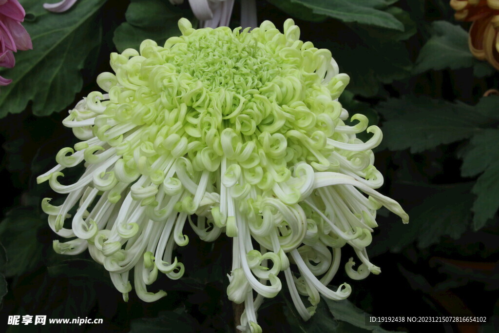 菊花