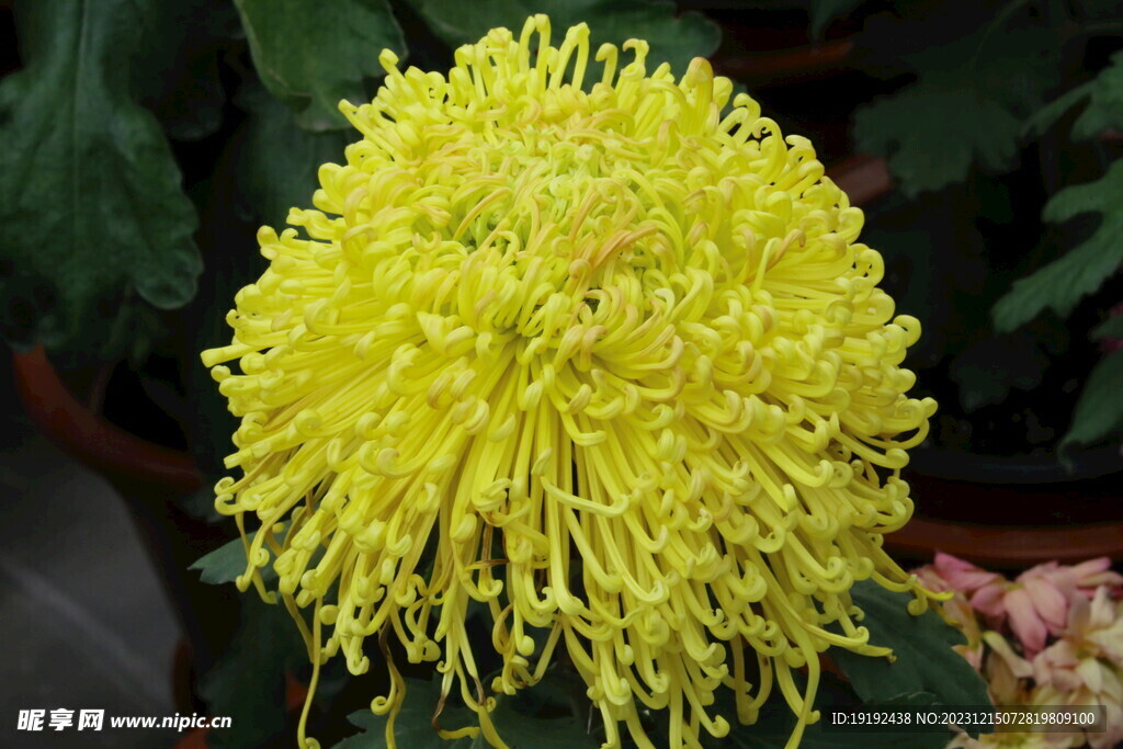 菊花 