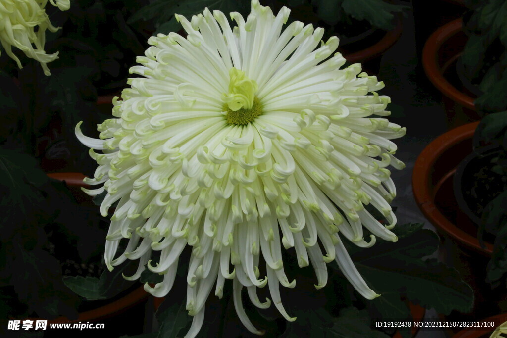 菊花