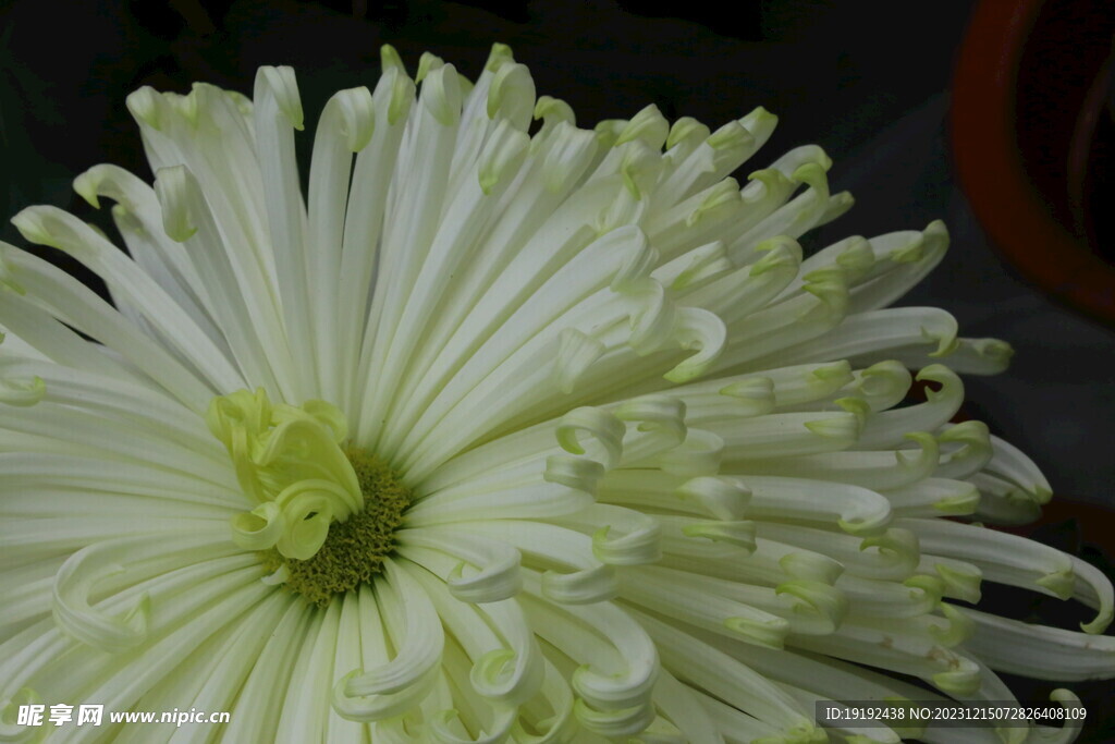 菊花 