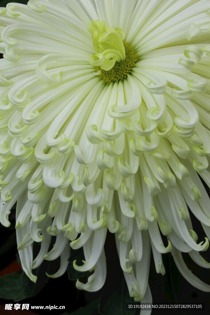 菊花 