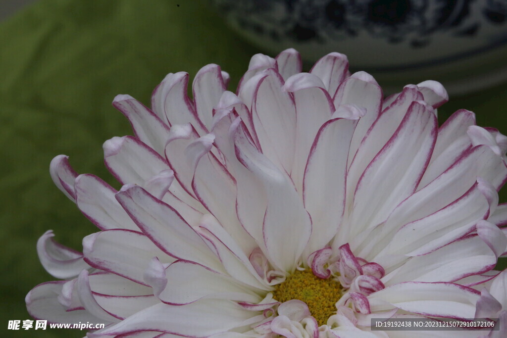菊花 