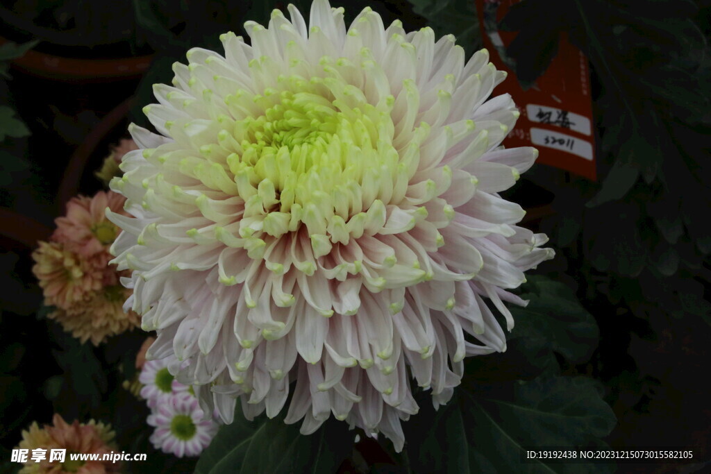 菊花
