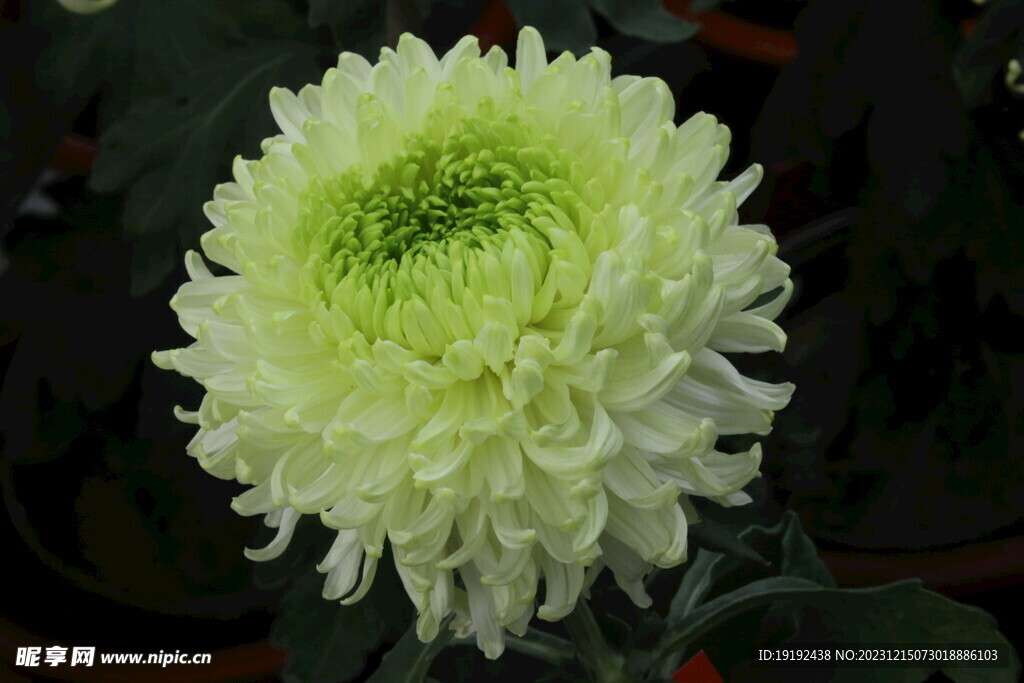 菊花 
