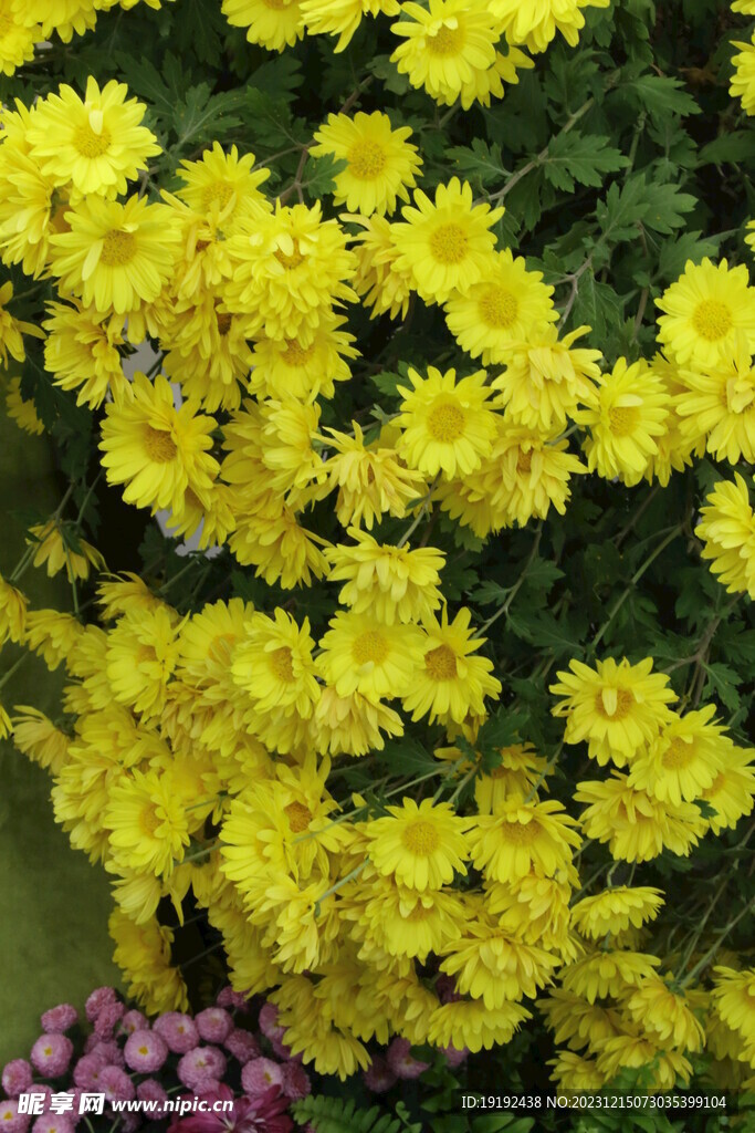 菊花 