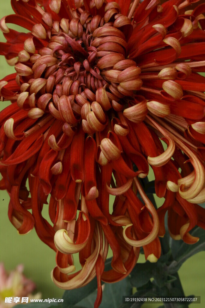 菊花 