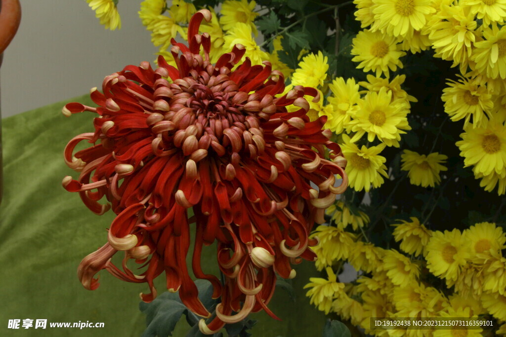 菊花 