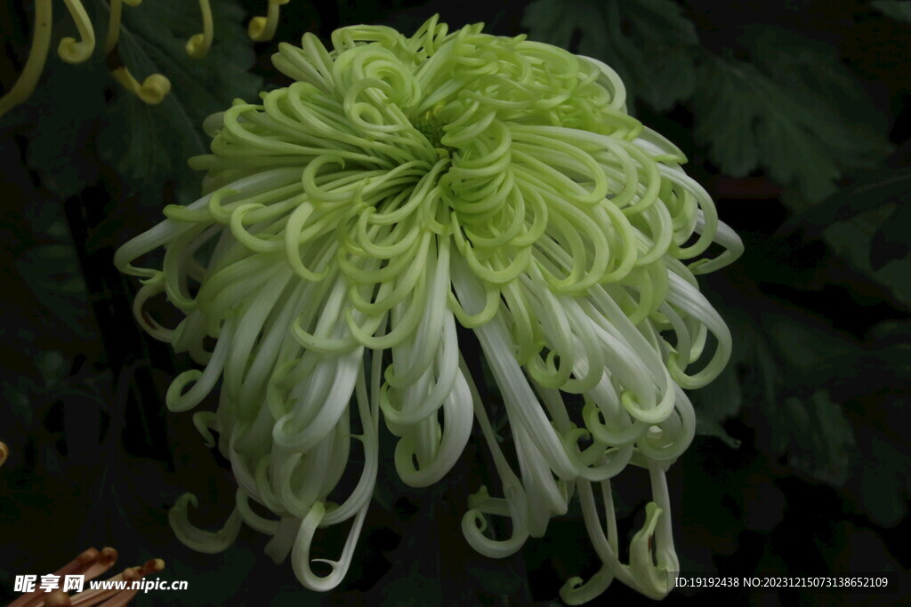 菊花