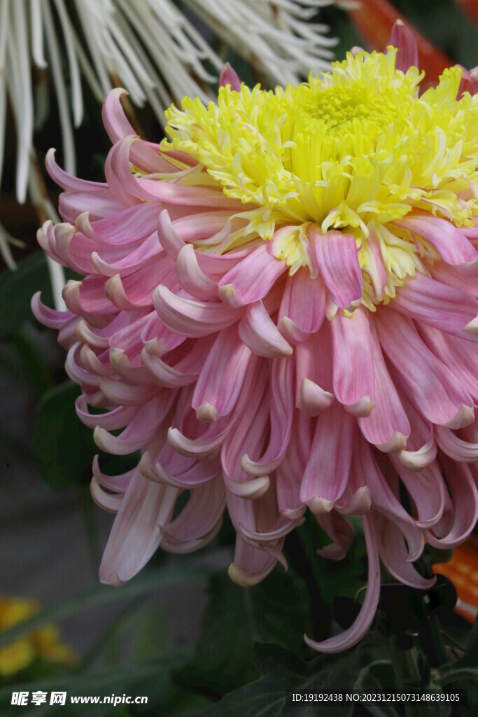 菊花