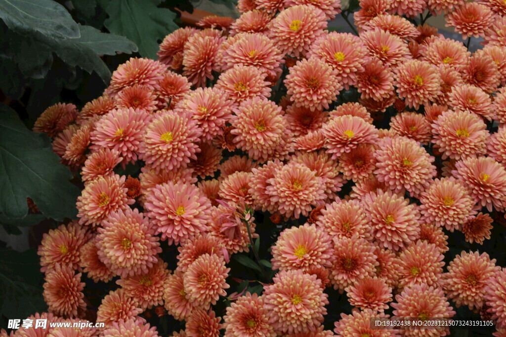 菊花
