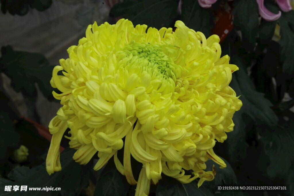 菊花 