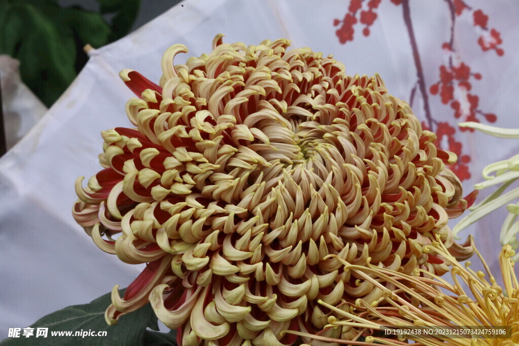 菊花 