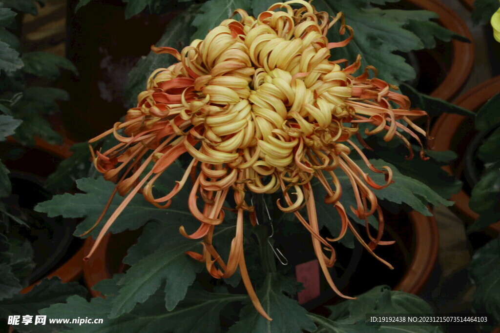 菊花