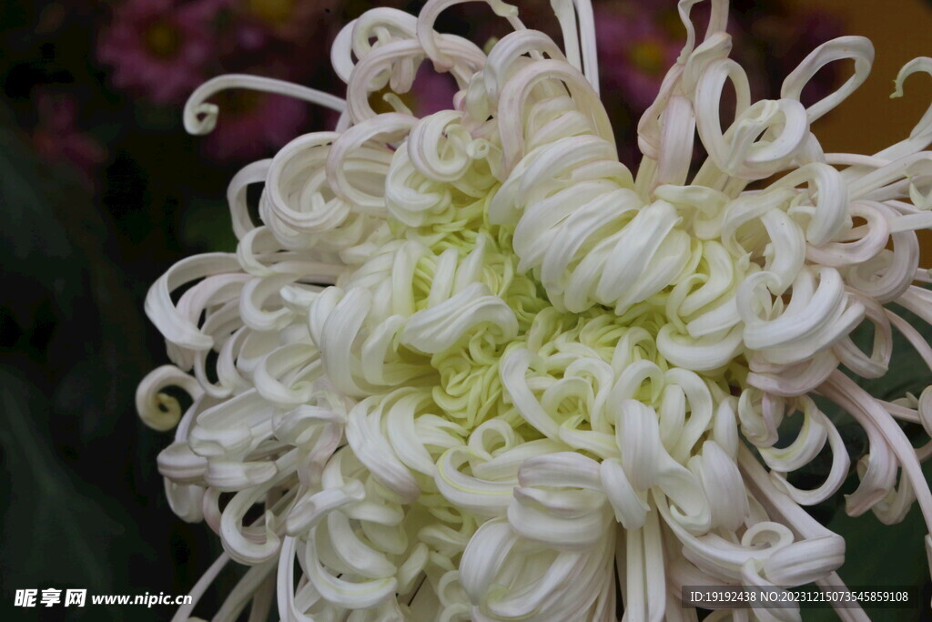 菊花