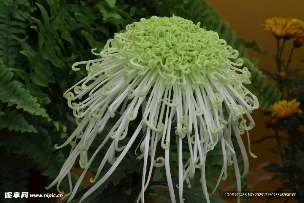 菊花