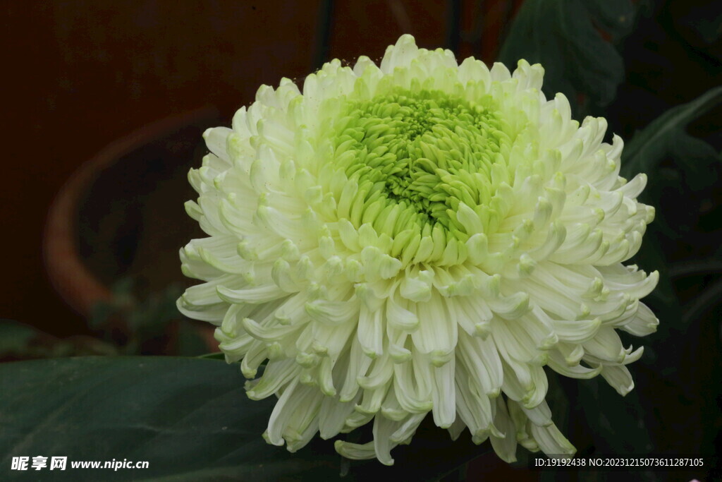 菊花 
