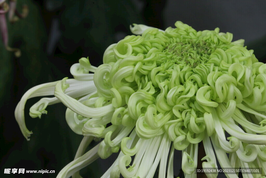 菊花