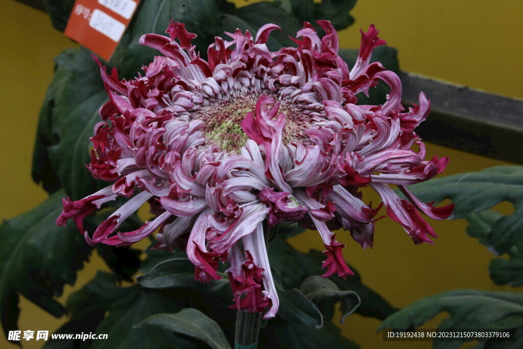 菊花