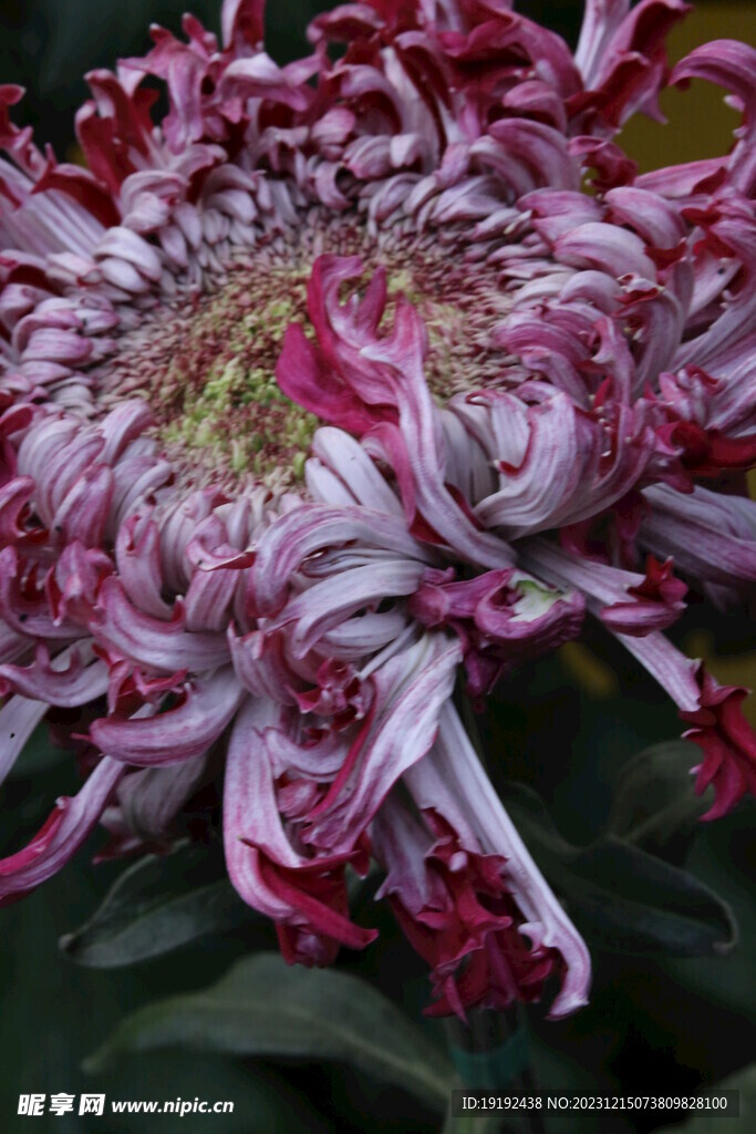 菊花 