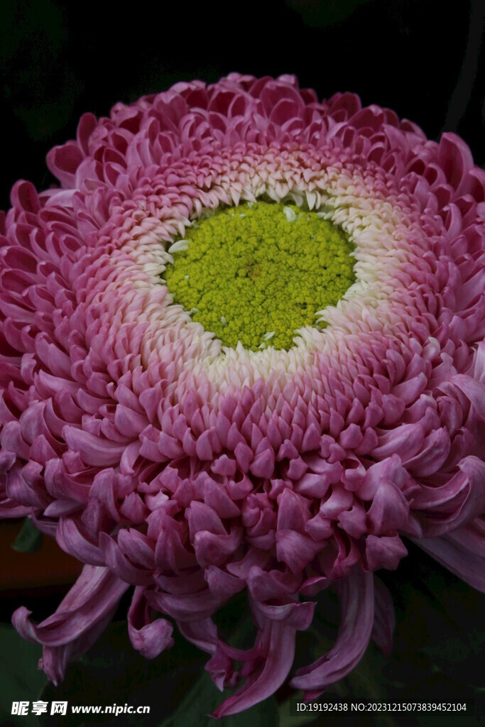 菊花 