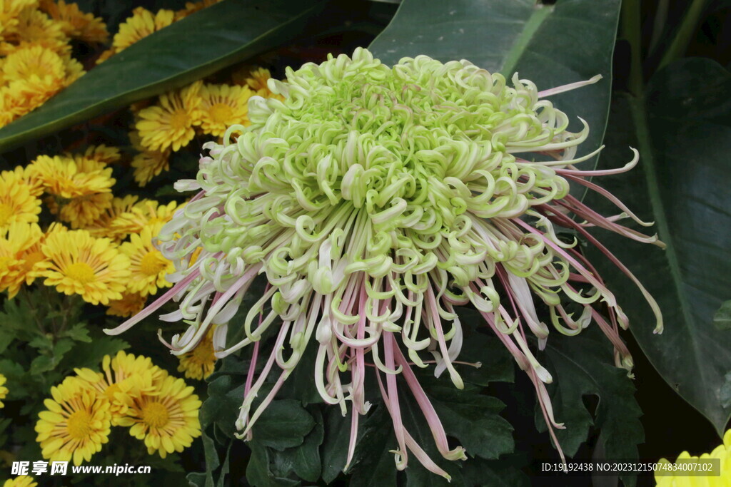 菊花