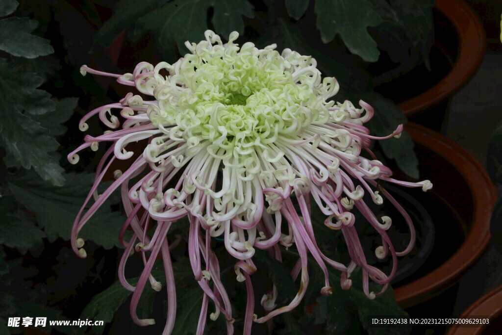 菊花 