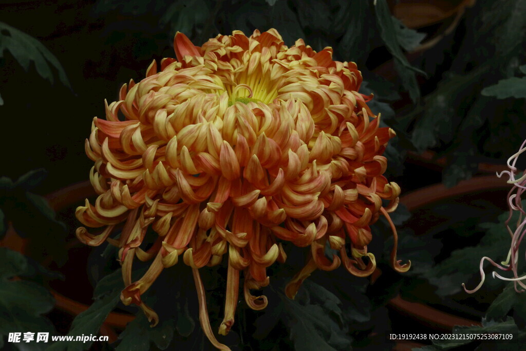 菊花 