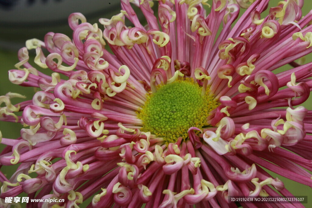 菊花 