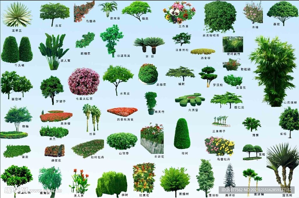 植物