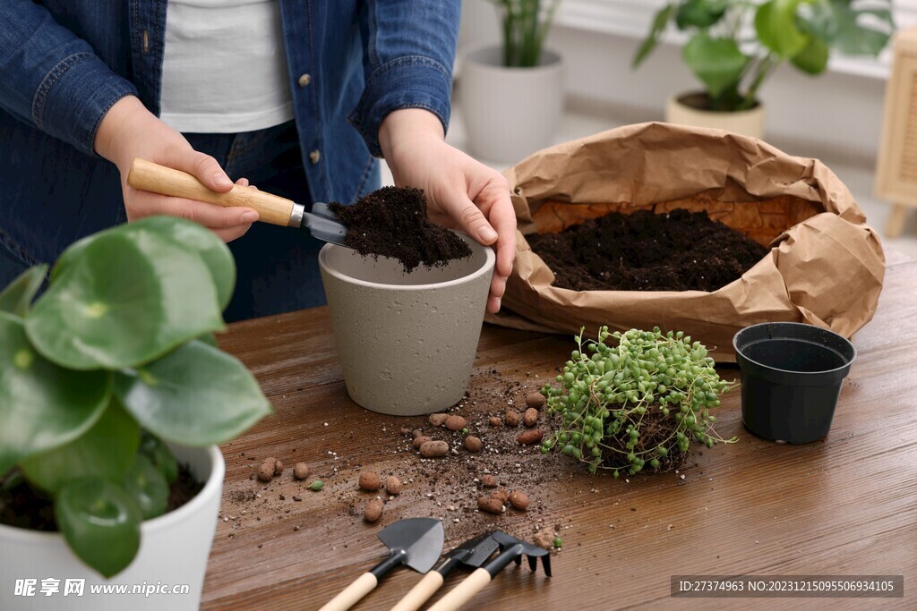 盆栽种植