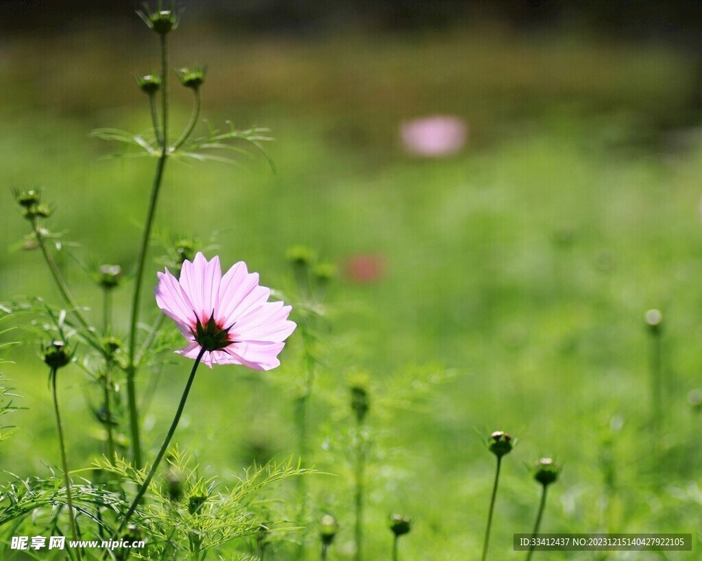 石竹花