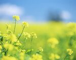 油菜花